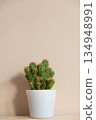 Closeup of cactus in flowerpot on beige background. Minimal neutral interior design floral composition. Closeup of cactus in flowerpot on beige background. Minimal neutral interior design floral composition. 134948991