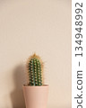 Closeup of cactus in flowerpot on beige background. Minimal neutral interior design floral composition. Closeup of cactus in flowerpot on beige background. Minimal neutral interior design floral composition. 134948992