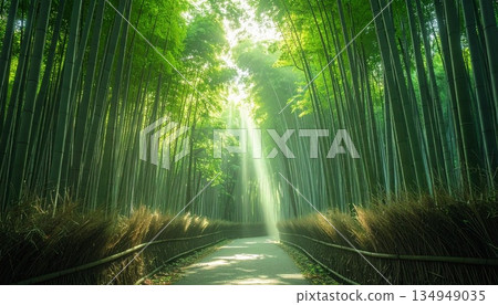 安靜的竹林 134949035