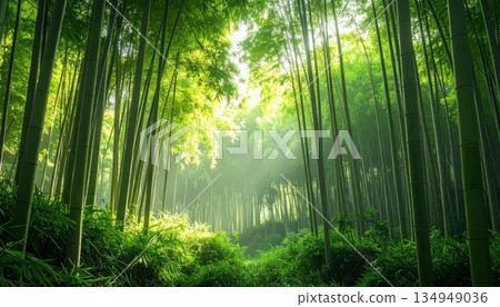 安靜的竹林 134949036