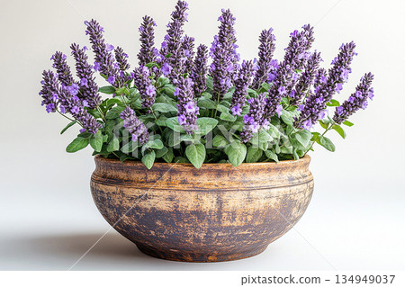 Perfect for home decor and plant care imagery. Potted sage plant with gray-green leaves and purple flowers on a white background. Herb in pot. Salvia is grown as garden plants. 134949037