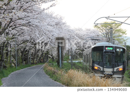 JR列車駛過櫻花樹 134949080