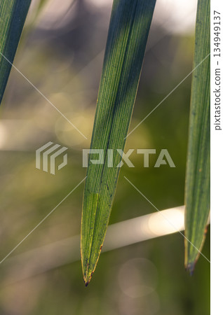 Palm leaf veins and beautiful bokeh shining through the winter sunset Palm leaf veins and beautiful bokeh shining through the winter sunset 134949137