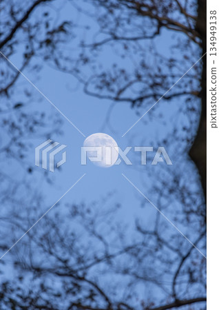 The moon and deciduous forest in the winter daytime The moon and deciduous forest in the winter daytime 134949138