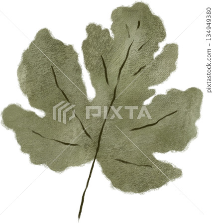 leaf, plant, botanical 134949380