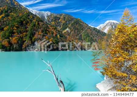 Taira, Omachi City, Nagano Prefecture - The vivid milky blue autumn leaves of the Takase Dam regulating lake, with dead trees remaining, and the snow-capped mountains against the blue sky 134949477