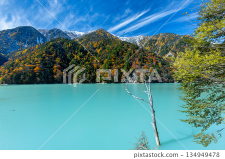 Taira, Omachi City, Nagano Prefecture - The vivid milky blue autumn leaves of the Takase Dam regulating lake, with dead trees remaining, and the snow-capped mountains against the blue sky 134949478