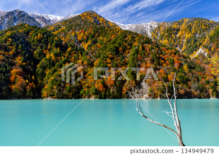長野縣大町市平良－高瀨水壩調節湖的秋葉呈現出鮮豔的乳藍色，枯樹依然屹立，遠處是藍天下白雪皚皚的群山。 134949479