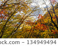 Nishizawa Valley with vibrant autumn leaves Nishizawa Valley with vibrant autumn leaves 134949494