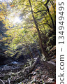 Nishizawa Valley with vibrant autumn leaves Nishizawa Valley with vibrant autumn leaves 134949495