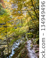 Nishizawa Valley with vibrant autumn leaves Nishizawa Valley with vibrant autumn leaves 134949496