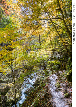 西澤谷秋色絢麗。 134949496