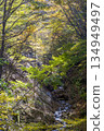 Nishizawa Valley with vibrant autumn leaves Nishizawa Valley with vibrant autumn leaves 134949497
