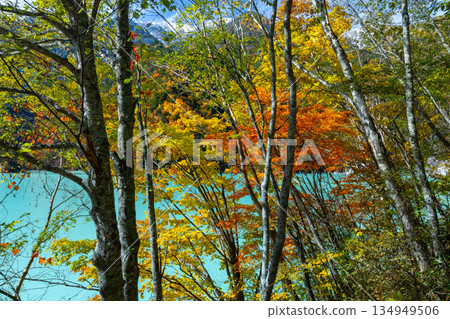 Taira, Omachi City, Nagano Prefecture - The vibrant milky blue autumn leaves of the Takase Dam regulating lake and the snow-capped mountains Taira, Omachi City, Nagano Prefecture - The vibrant milky blue autumn leaves of the Takase Dam regulating lake and the snow-capped mountains 134949506