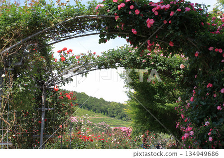 玫瑰園中的玫瑰拱門 134949686
