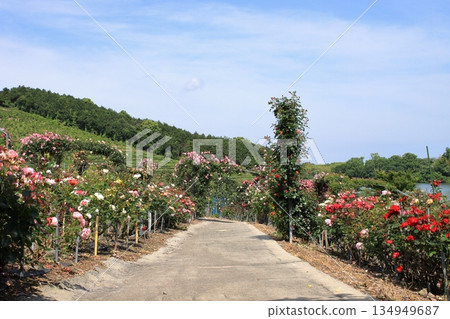 玫瑰園盛開。 134949687