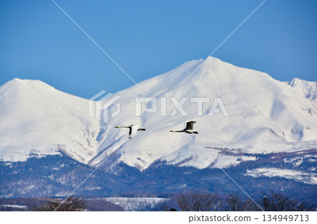 天鵝和雪山十勝嶽山脈 天鵝和雪山十勝嶽山脈 134949713