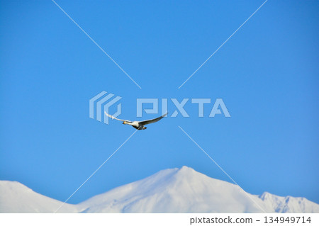 天鵝和雪山十勝嶽山脈 天鵝和雪山十勝嶽山脈 134949714