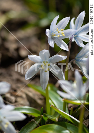 席勒，一朵可愛的白花，盛開在春天的花園裡 134949718