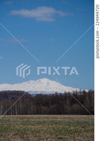 牧場和雪山在陽光明媚的春日大雪山 牧場和雪山在陽光明媚的春日大雪山 134949720