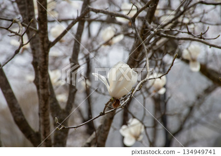 Close-up of spring magnolia flowers 134949741