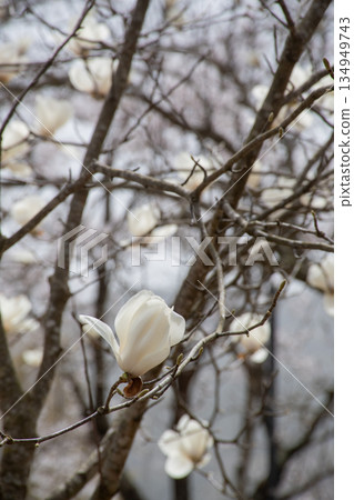 Close-up of spring magnolia flowers Close-up of spring magnolia flowers 134949743