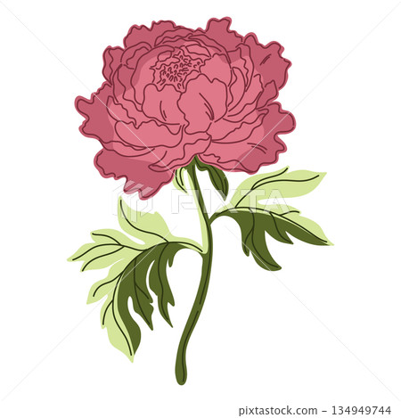 red rose flower isolated on white background red rose flower isolated on white background 134949744