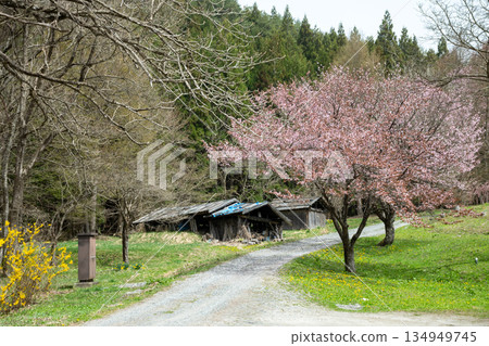 鄉村路邊的櫻花樹盛開 鄉村路邊的櫻花樹盛開 134949745