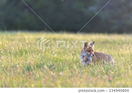 Cute young red fox is posing on a meadow 134949804