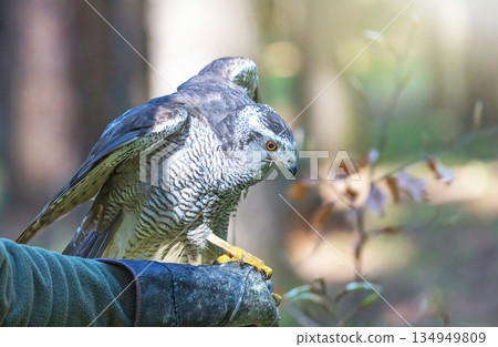 The hawk is the most commonly used bird for hunting. The hawk is the most commonly used bird for hunting. 134949809