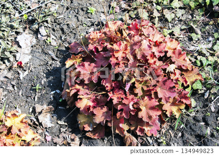 Vibrant red leaves of the Heuchera Caramel, a popular Heuchera villosa hybrid, in the garden. Close-up Vibrant red leaves of the Heuchera Caramel, a popular Heuchera villosa hybrid, in the garden. Close-up 134949823