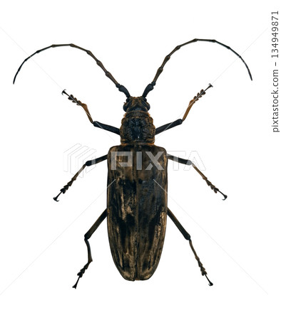 Giant velvet longhorn beetle Neocerambyx gigas is placed on a plain background. The insect shows its long antennae, body shape, and leg structure clearly for study. Giant velvet longhorn beetle Neocerambyx gigas is placed on a plain background. The insect shows its long antennae, body shape, and leg structure clearly for study. 134949871
