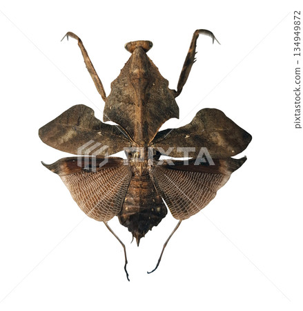 A praying mantis of the species Deroplatys lobata is displayed against a white background. The insect shows detailed body features, including its unique shape and coloration. A praying mantis of the species Deroplatys lobata is displayed against a white background. The insect shows detailed body features, including its unique shape and coloration. 134949872