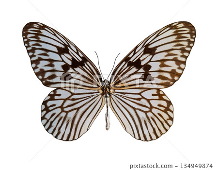 A Rice Paper Prince butterfly is displayed isolated on a white background. The butterfly features distinct wing patterns and colors, highlighting its natural beauty and intricate design. A Rice Paper Prince butterfly is displayed isolated on a white background. The butterfly features distinct wing patterns and colors, highlighting its natural beauty and intricate design. 134949874