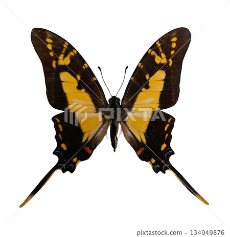 A yellow swallowtail butterfly is shown with its wings fully spread. The butterfly is isolated on a white background. This allows clear visibility of its design and colors. A yellow swallowtail butterfly is shown with its wings fully spread. The butterfly is isolated on a white background. This allows clear visibility of its design and colors. 134949876