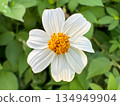close up of a flower 134949904