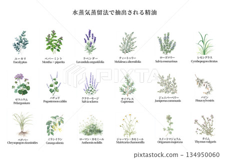以蒸汽蒸餾法萃取的18種精油 134950060