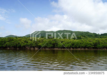 紅樹林和河流 紅樹林和河流 134950075