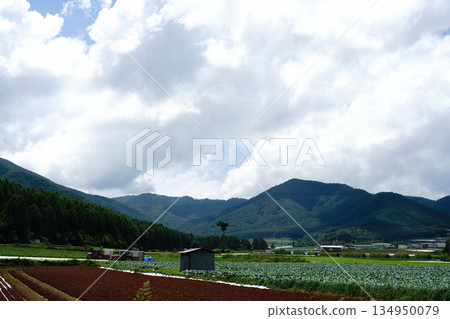 Summer country scenery Summer country scenery 134950079