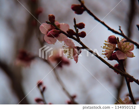 Plum blossoms blooming in the rainy weather of March: "Koutoji" Plum blossoms blooming in the rainy weather of March: "Koutoji" 134950152