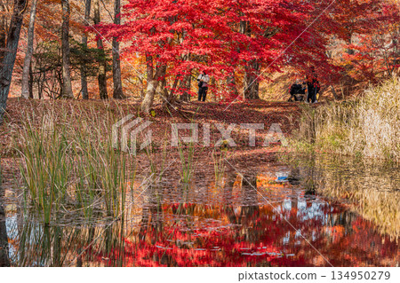 Takadoya Wetlands in Toyota City (Aichi Prefecture) 134950279