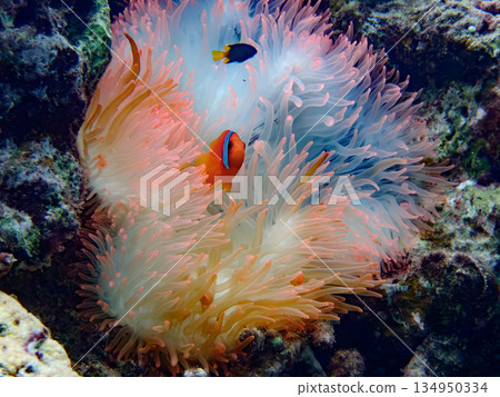 一條小丑魚從海葵探出頭來查看情況。 134950334