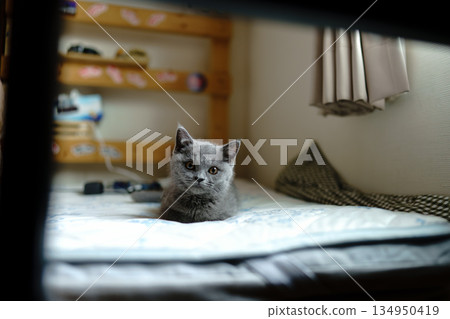 英國短毛貓幼崽正在休息 134950419