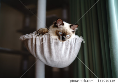 Ragdoll kitten relaxing on a cat tower Ragdoll kitten relaxing on a cat tower 134950436