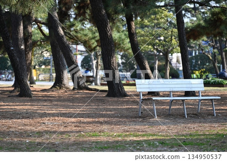 A bench in the pine forest at Hamadera Park in Osaka Prefecture A bench in the pine forest at Hamadera Park in Osaka Prefecture 134950537