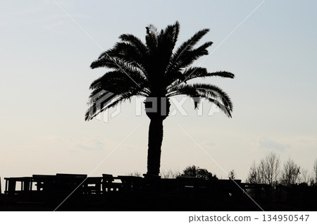 In March, the symbol tree of Izumi Recycle Environment Park, a cycad 134950547