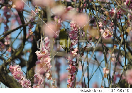 三月泉再生環境公園的梅花與繡眼鳥 134950548