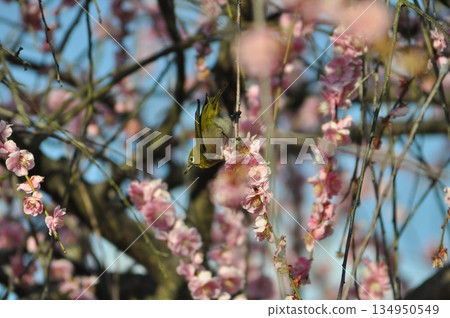 Plum blossoms and Japanese white-eyes at Izumi Recycle Environmental Park in March 134950549