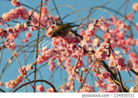 三月泉再生環境公園的梅花與繡眼鳥 三月泉再生環境公園的梅花與繡眼鳥 134950551