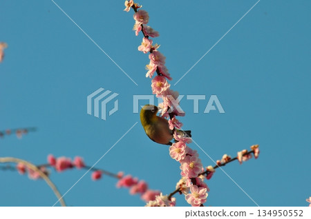 Plum blossoms and Japanese white-eyes at Izumi Recycle Environmental Park in March 134950552